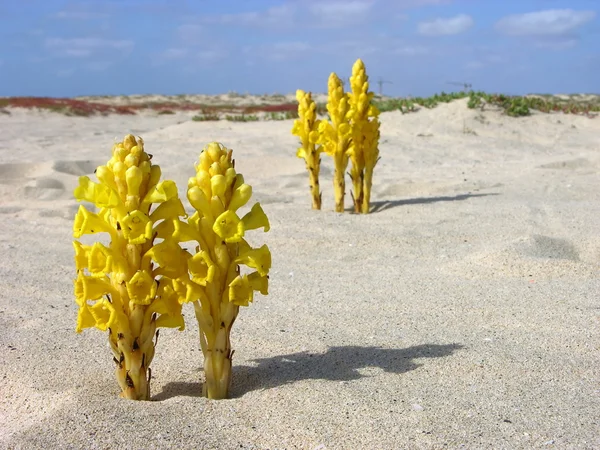 Yellow Flowers Sand Beach — Stock Photo, Image