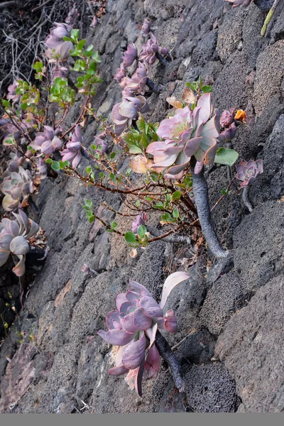 Foto Bild Vackra Blommande Bakgrund — Stockfoto