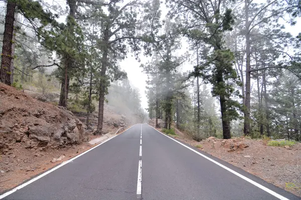 Yol Kozalaklı Çam Ağacı Ormanı Sabahın Erken Saatlerinde — Stok fotoğraf