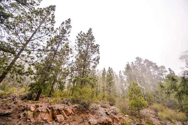 Belos Pinheiros Verdes Nas Montanhas Teide Tenerife Canárias Espanha — Fotografia de Stock