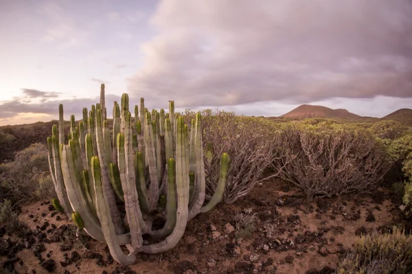 Calm Cactus Desert Sunset Tenerife Canary Island — Stock Photo, Image
