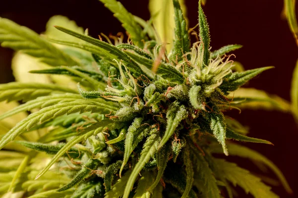 Foto Van Jonge Groene Cannabis Marijuana Bladplant Detail — Stockfoto