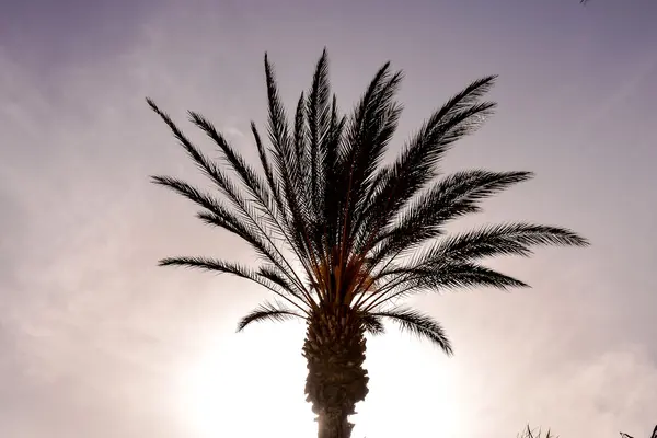 Green Palm Canarian Tree Blue Sky Background — Stock Photo, Image