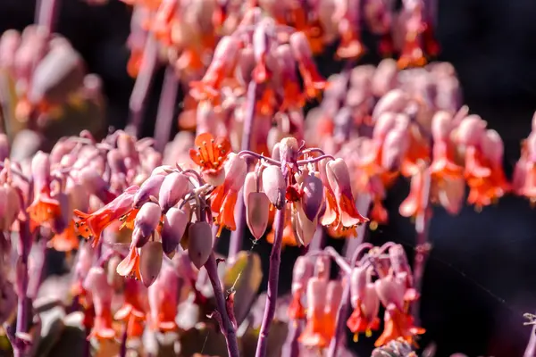 Foto Bild Vackra Blommande Bakgrund — Stockfoto