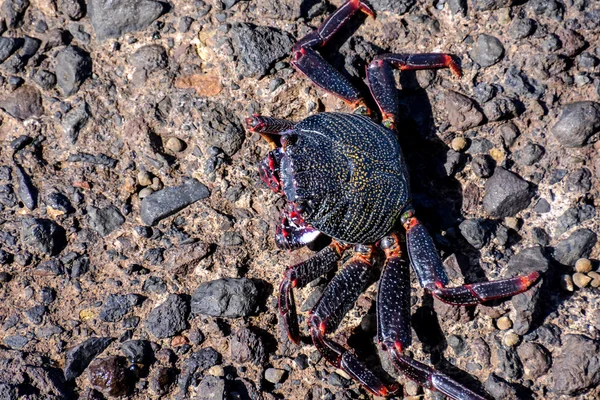 Foto Bild Eines Meerestieres Rote Krabbe — Stockfoto