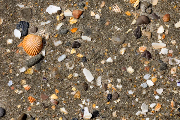 Foto Foto Textuur Zee Schelpen Rotsen Zand Achtergrond — Stockfoto