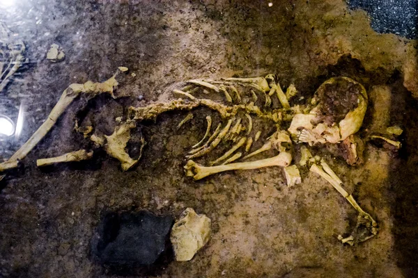 图为考古发现人类骨骼的照片 — 图库照片