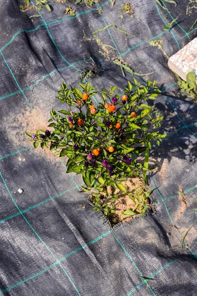 Foto Bild Einer Mehrfarbigen Chilipflanze — Stockfoto