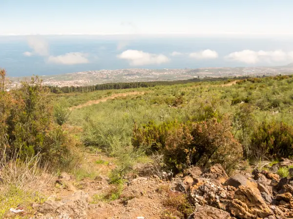 テネリフェ島のTeide山の美しい緑の松カナリア諸島スペイン — ストック写真