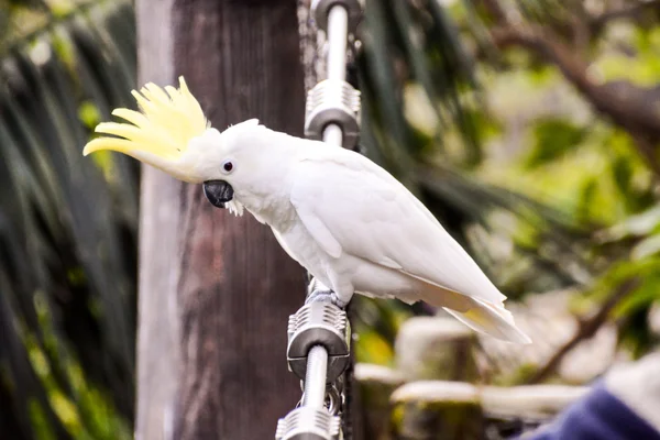 Foto Belo Papagaio Tropical Colorido — Fotografia de Stock