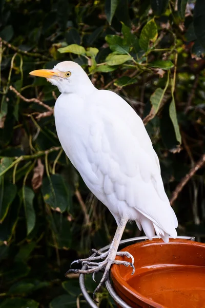 Foto Bild Eines Schönen Farbigen Tropischen Papageien — Stockfoto