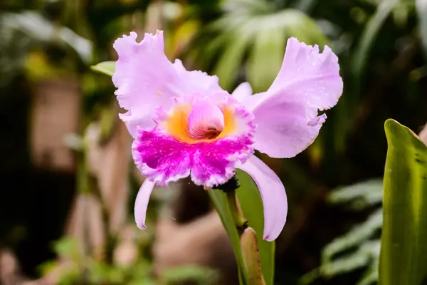 Foto Van Mooie Bloeiende Bloem Achtergrond — Stockfoto