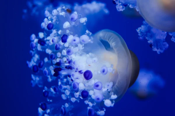 Photo Picture Some Jellyfish Dangerous Poisvent Medusa — 스톡 사진