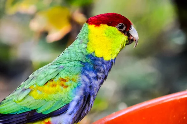 Parrot Tropical Bird Colroed Father — Stock Photo, Image