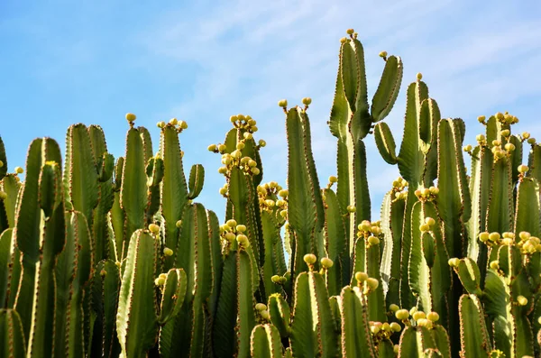 Spokojny Zachód Słońca Pustyni Kaktus Teneryfie Wyspy Kanaryjskie — Zdjęcie stockowe