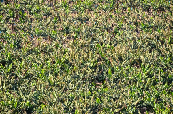 Campo Plantación Plátanos Las Islas Canarias —  Fotos de Stock