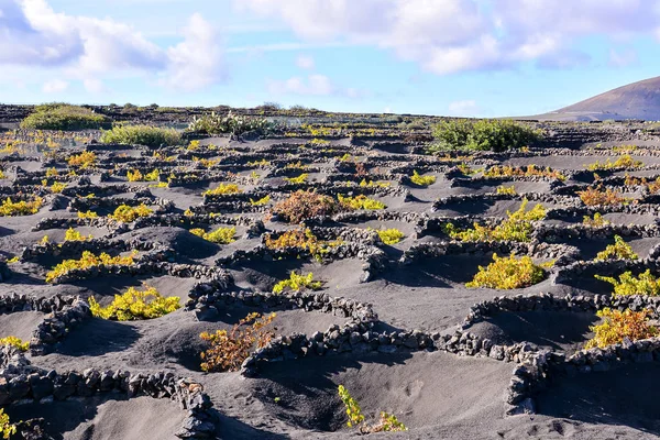 La Geria Lanzarote 'deki üzüm bağları — Stok fotoğraf