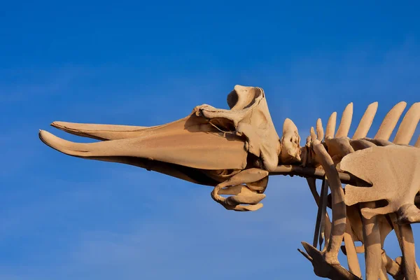 Walvis zoogdier skelet — Stockfoto