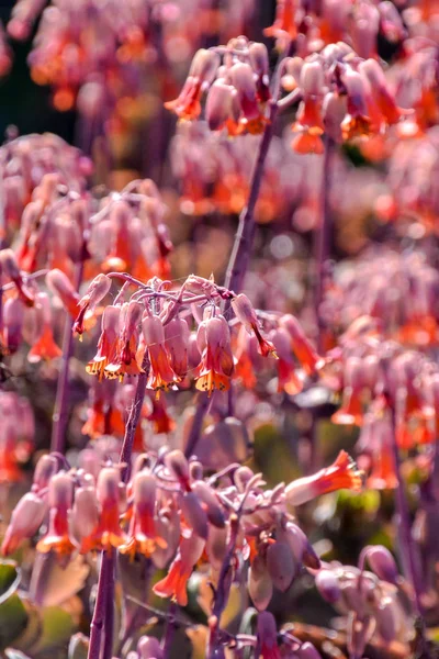 Blühende Blume Hintergrund — Stockfoto