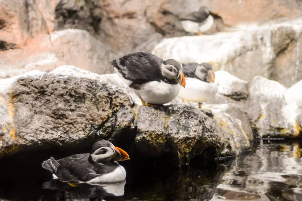 Foto bild av vild pingvin djur Bird spela — Stockfoto