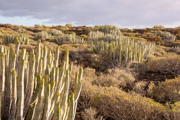 Kaktus Desert Sunset på Teneriffa Kanarieöarna — Stockfoto