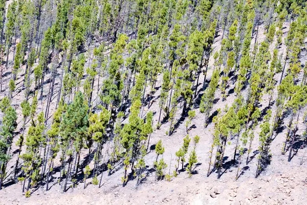 Bosque verde pino — Foto de Stock