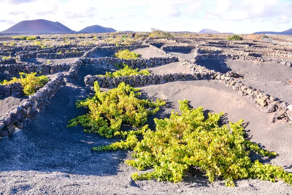 热带火山加那利群岛的景观 — 图库照片