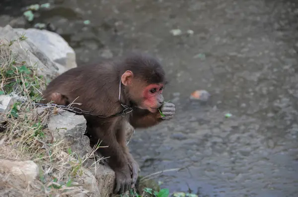 Mono encadenado en Vietnam —  Fotos de Stock