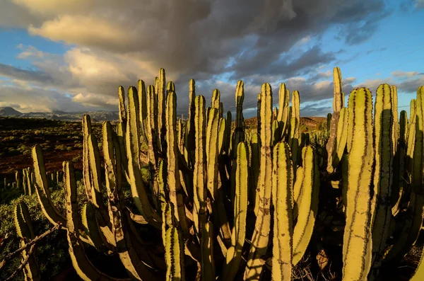Calm Cactus Desert Sunset — Stock Photo, Image