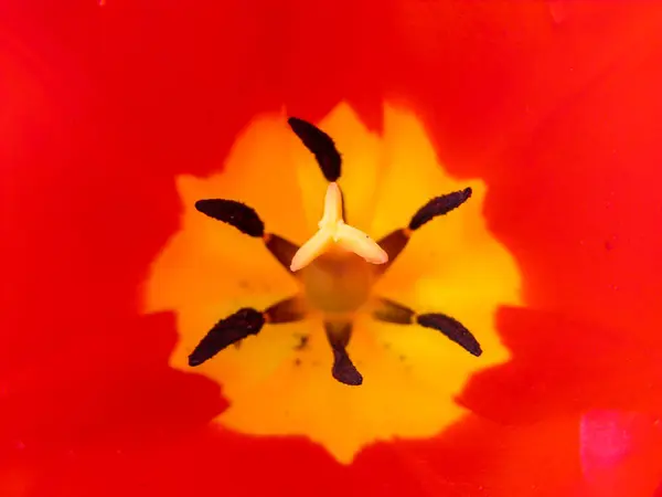 Floraison Fleur de couleur fraîche — Photo