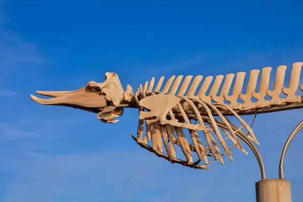 Whale däggdjurs skelett — Stockfoto