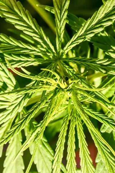 大麻大麻叶植物详细 — 图库照片