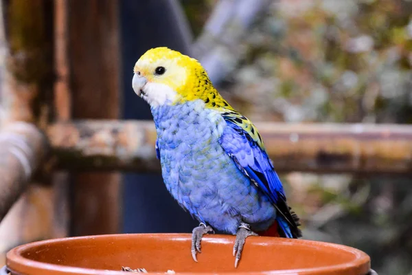 Colored Tropical Parrot — Stock Photo, Image