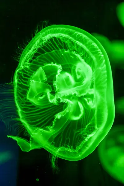 Jellyfish Dangerous Poisonous Medusa — Stock Photo, Image