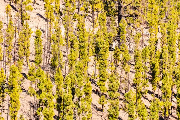 Fyrretræ grøn skov - Stock-foto
