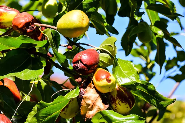 Zizyphus jujuba Frucht — Stockfoto