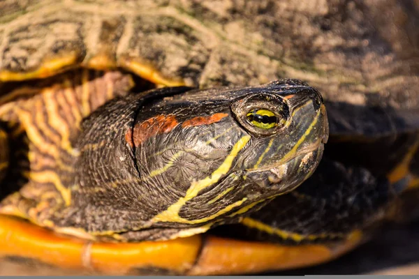 Trachemys Scripta Elegans Kaplumbağası — Stok fotoğraf