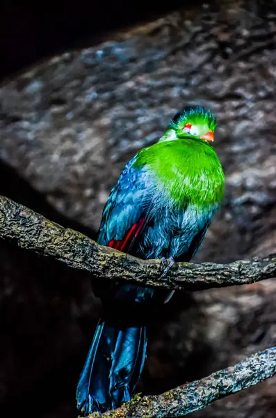 Papagei tropischer Vogel — Stockfoto