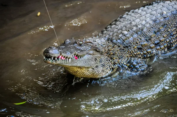 Adult Dangerous Crocodile — Stock Photo, Image