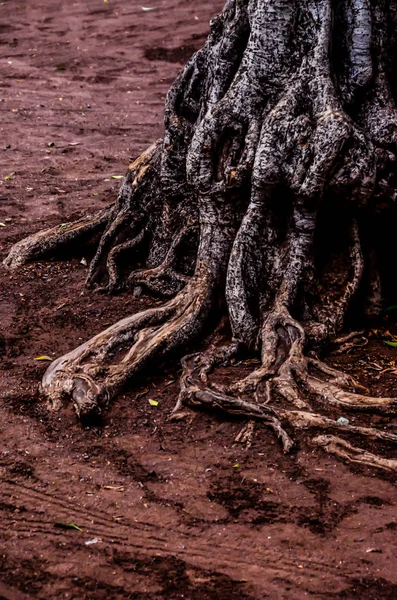 Root of the Tree — Stock Photo, Image