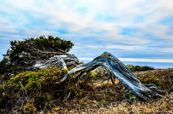 Gnarled genévrier en forme par le vent — Photo