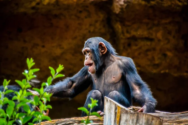 Mammifère chimpanzé noir singe — Photo