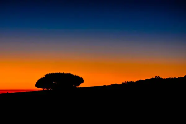 Arka ışık ağaç siluet — Stok fotoğraf