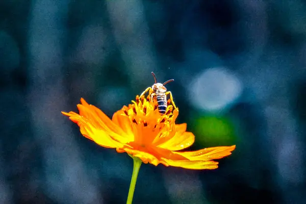 Fioritura fiore sfondo — Foto Stock