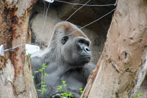 Güçlü yetişkin siyah goril — Stok fotoğraf
