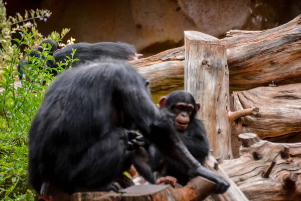 Negro chimpancé mamífero mono —  Fotos de Stock