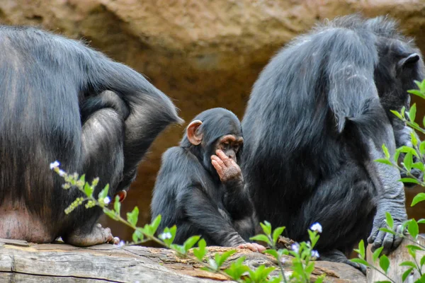 Schwarzer Schimpanse Säugetieraffe — Stockfoto