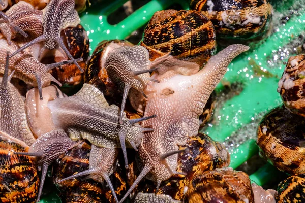 Eetbare slak escargot — Stockfoto