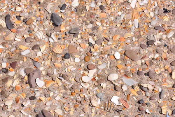 Coquilles de mer sur fond de sable — Photo