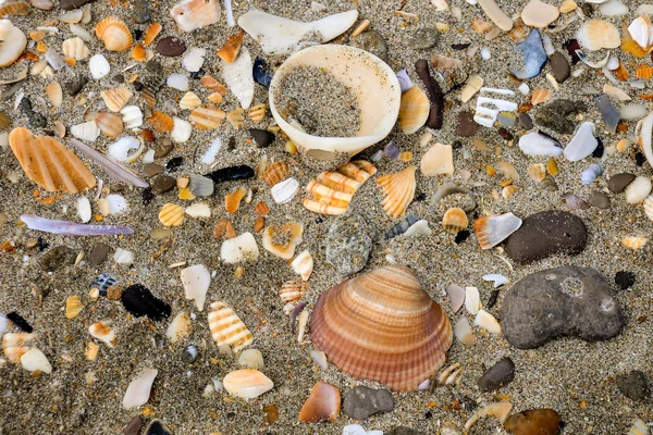 Muscheln auf Sandhintergrund — Stockfoto